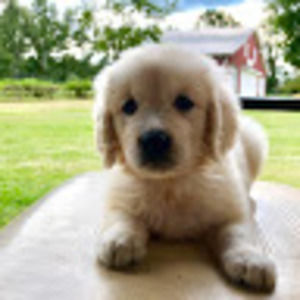 Meet your Posher, Linsey